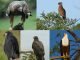 How Are Eagle Beaks Different From Other Birds