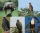 How Are Eagle Beaks Different From Other Birds