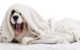 Why Do Dogs Sleep Under the Blankets 5 Why Do Dogs Sleep Under the Blankets