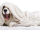 Why Do Dogs Sleep Under the Blankets