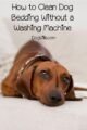 How to Wash Dog Blankets Without Washing Machine