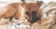 Why Do Dogs Nibble on Blankets? 16 Dogs Nibble on Blankets