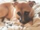 Why Do Dogs Nibble on Blankets? 13 Dogs Nibble on Blankets