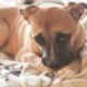 Why Do Dogs Nibble on Blankets? 7 Dogs Nibble on Blankets