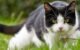Decoding Your Cat's Body Language: Learn How to Read Their Messages 5 Decoding Your Cat's Body Language: Learn How to Read Their Messages