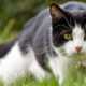 Decoding Your Cat's Body Language: Learn How to Read Their Messages 8 Decoding Your Cat's Body Language: Learn How to Read Their Messages