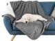 Top 10 Best Blankets For Dog Hair in 2022