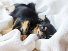 Why Does My Dog Suck on Blankets?