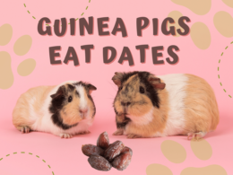 Can Guinea Pigs Eat Dates