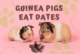 Can Guinea Pigs Eat Dates