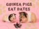 Can Guinea Pigs Eat Dates
