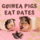 Can Guinea Pigs Eat Dates