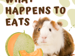 Can Guinea Pigs Eat Honeydew Melon