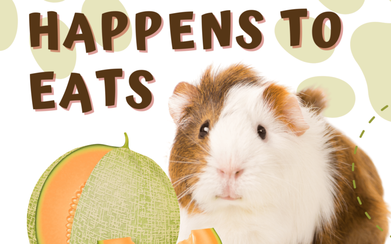 Can Guinea Pigs Eat Honeydew Melon