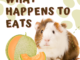 Can Guinea Pigs Eat Honeydew Melon