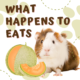 Can Guinea Pigs Eat Honeydew Melon