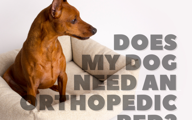 Does My Dog Need an Orthopedic Bed