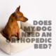 Does My Dog Need an Orthopedic Bed