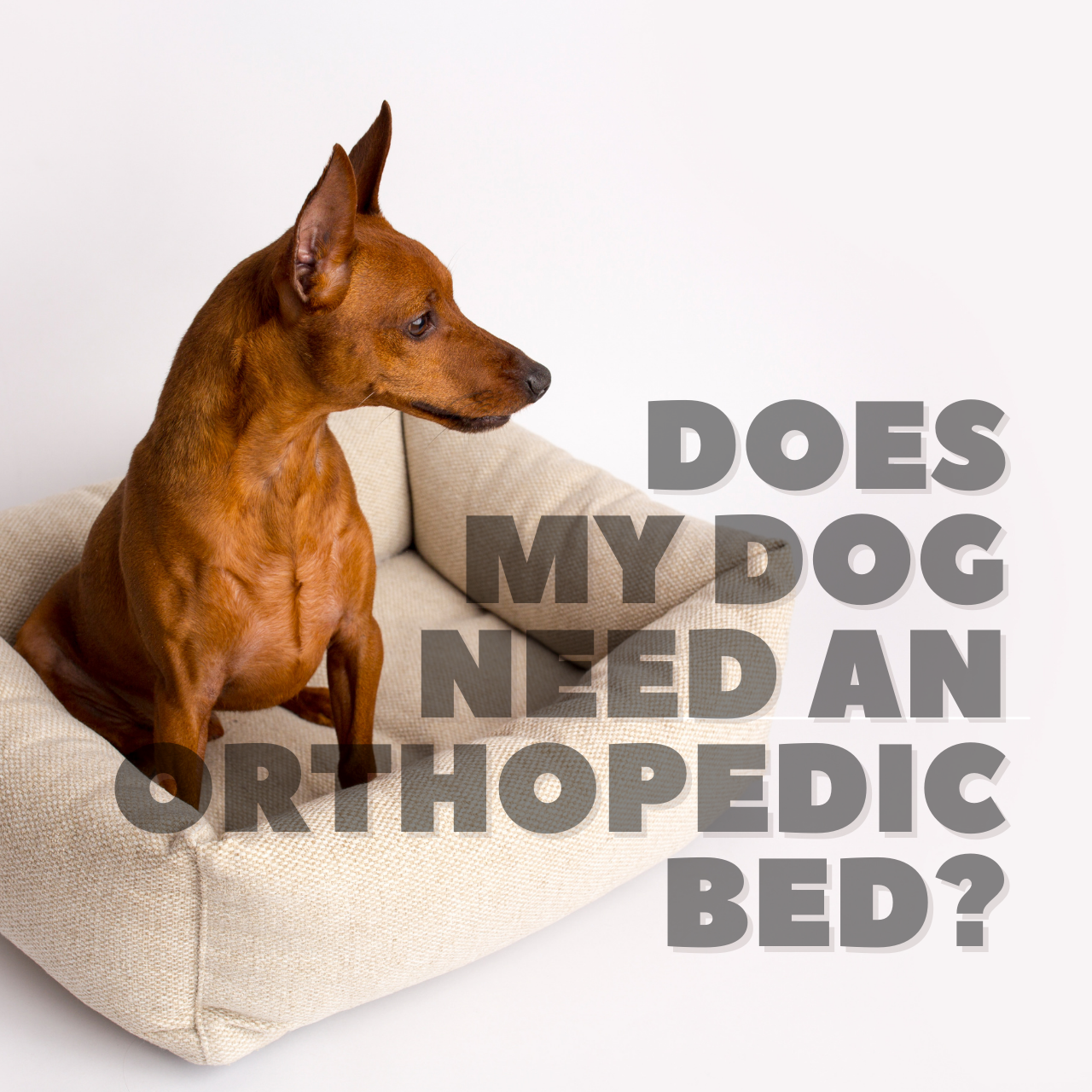 Does My Dog Need an Orthopedic Bed