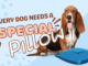 Why Every Dog Needs a Special Pillow 50 Why Every Dog Needs a Special Pillow