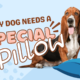 Why Every Dog Needs a Special Pillow