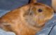 Do You Know Where Your Guinea Pig Likes to Be Scratched? 5 Do You Know Where Your Guinea Pig Likes to Be Scratched?