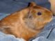 Do You Know Where Your Guinea Pig Likes to Be Scratched?