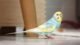 Can I Potty Train My Parakeet?