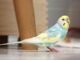 Can I Potty Train My Parakeet? 15 Can I Potty Train My Parakeet?