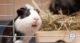 Is Pvc Pipe Safe for Guinea Pigs? Experts Weigh In