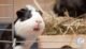 Is Pvc Pipe Safe for Guinea Pigs? Experts Weigh In