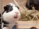 Is Pvc Pipe Safe for Guinea Pigs? Experts Weigh In 16 Is Pvc Pipe Safe for Guinea Pigs? Experts Weigh In