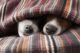 Why Do Dogs Lick Bed Covers 29 Why Do Dogs Lick Bed Covers