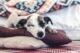 Why Every Dog Needs a Special Pillow 6 Why Every Dog Needs a Special Pillow