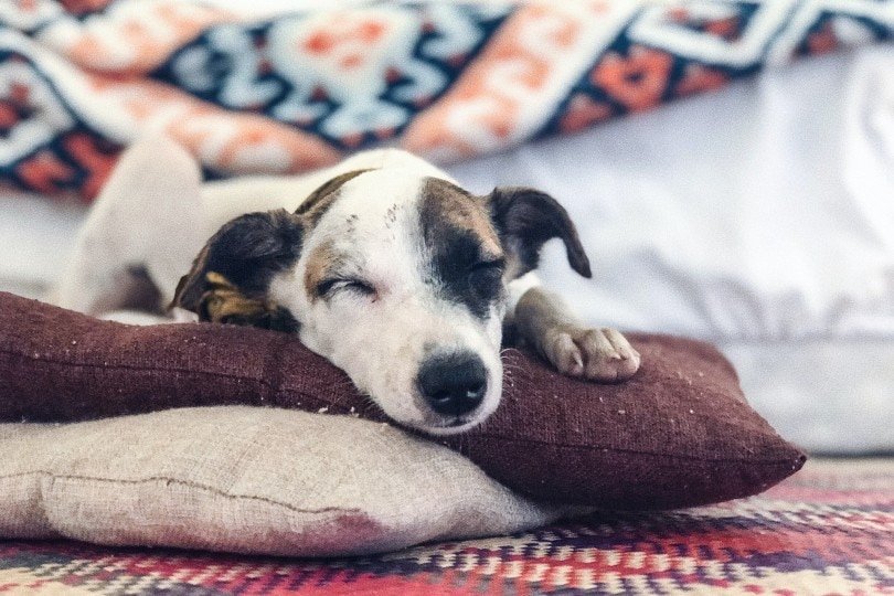 Why Every Dog Needs a Special Pillow