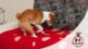 Why Do Dogs Scratch the Bed Covers 28 Why Do Dogs Scratch the Bed Covers