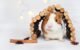 10 Ways To Avoid Guinea Pig Allergy 5 Guinea Pig Allergy