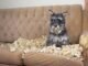 How to Stop Dog Ripping Sofa 64 How to Stop Dog Ripping Sofa