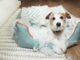 Why Dogs Chew Up Their Beds