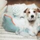 Why Dogs Chew Up Their Beds