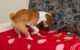 Why Do Dogs Dig on Beds And Couches 5 Why Do Dogs Dig on Beds And Couches