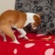Why Do Dogs Dig on Beds And Couches 7 Why Do Dogs Dig on Beds And Couches