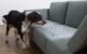 How to Keep a Dog Off the Couch 5 How to Keep a Dog Off the Couch