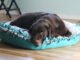 How to Make a Dog Bed 9 How to Make a Dog Bed