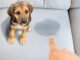 How to Clean Dog Pee From Sofa