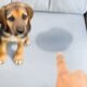 How to Clean Dog Pee From Sofa