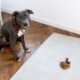 Why Did My Dog Poop on My Bed 8 Why Did My Dog Poop on My Bed