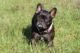 French Bulldog Shaking - Reasons and Solutions