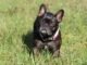 French Bulldog Shaking - Reasons and Solutions 35 French Bulldog Shaking - Reasons and Solutions