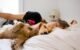 Should Dogs Sleep in Your Bed 5 Should Dogs Sleep in Your Bed